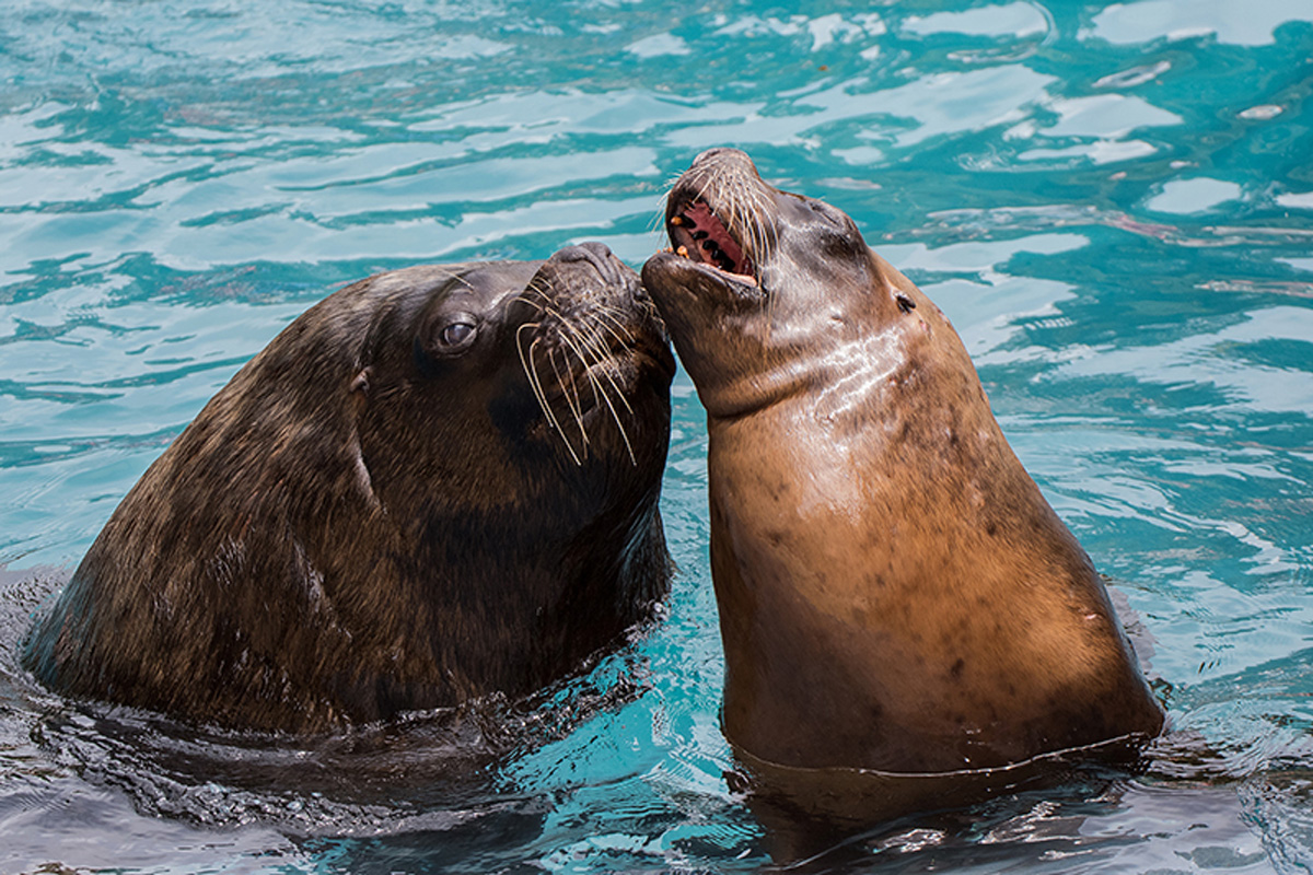 Zoo Heidelberg: Valentinstag im Zoo – Tour d’amour für Erwachsene