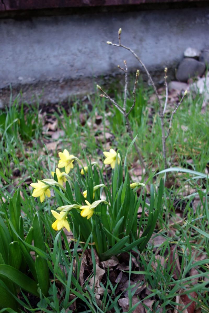 Die ersten Frühlingsboten in Walldorf