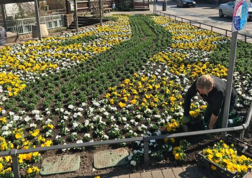 Der Frühling ist in Wiesloch angekommen