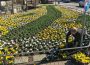 Der Frühling ist in Wiesloch angekommen