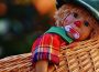 Circus Manuel Weisheit – Notsituation durch Coronakrise