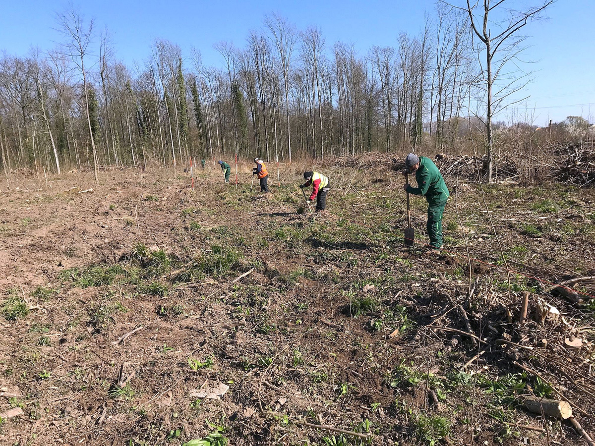 13.500 junge Bäume für Wieslochs Wald der Zukunft