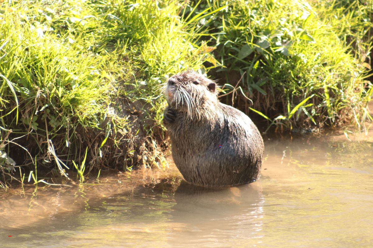 Wiesloch: Karl der Nutria wurde nicht gefragt, man hatte ihn einfach fortgejagt. 