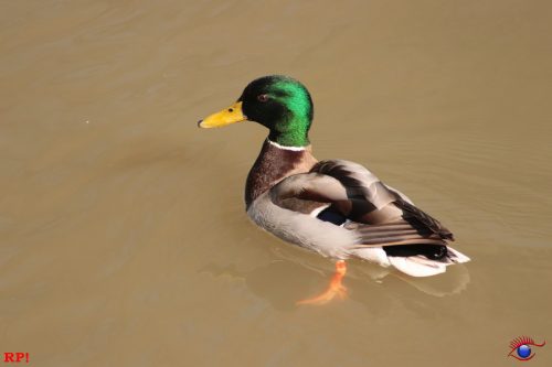 Eine Ente