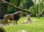 Mit Online-Anmeldung in den Zoo Heidelberg