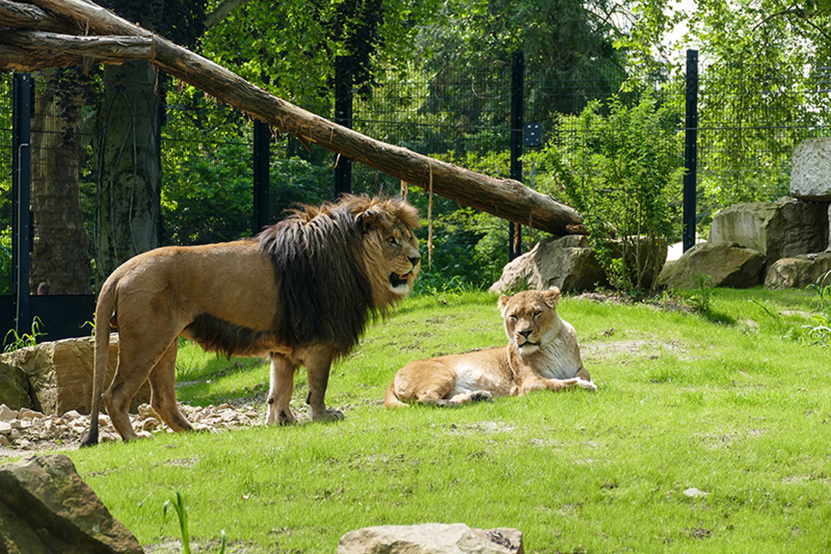 Mit Online-Anmeldung in den Zoo Heidelberg