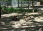 Auch der Walldorfer Tierpark ist wieder geöffnet