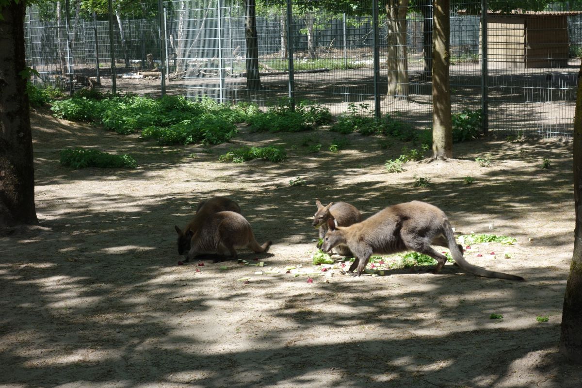 Auch der Walldorfer Tierpark ist wieder geöffnet