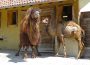 Eine neue Mitbewohnerin für Nala, Elena und Maruk