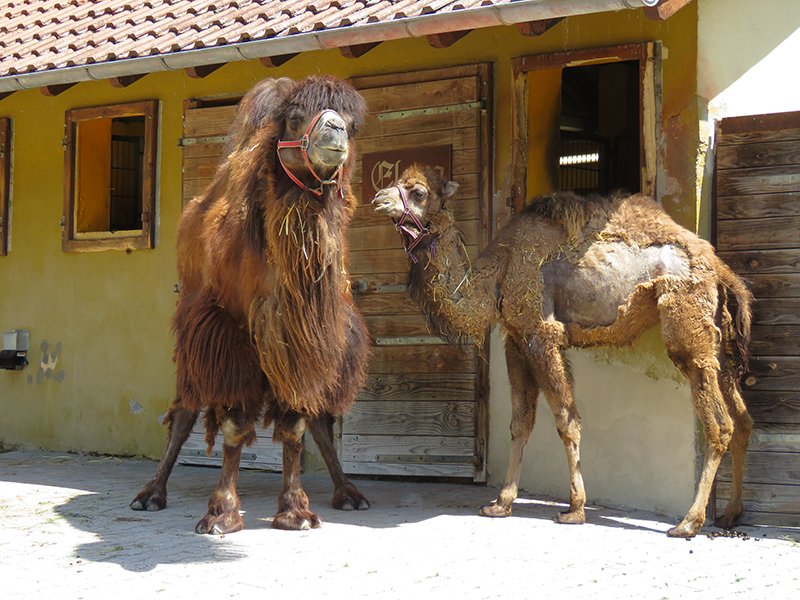 Eine neue Mitbewohnerin für Nala, Elena und Maruk