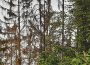 Auffallend viele Dürrständer im Wald