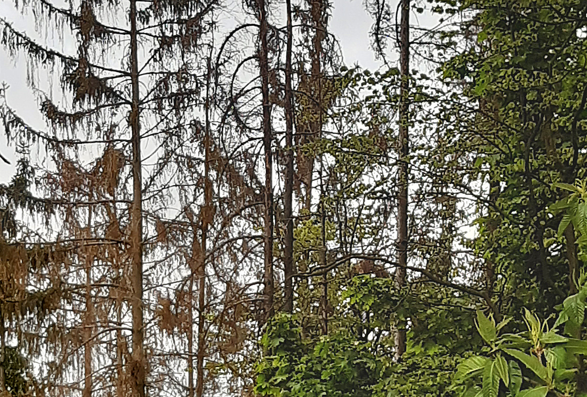 Auffallend viele Dürrständer im Wald