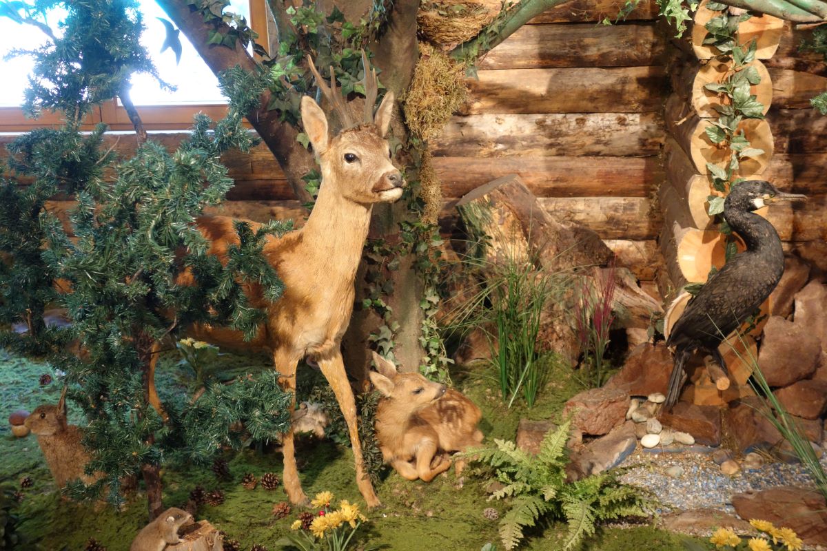 „Frag den Förster“ – Mit Revierförster Gunter Glasbrenner im Hochholzer Wald