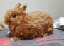 Ungepflegt und ungewollt: Kaninchen im Tom-Tatze-Tierheim in Walldorf abgegeben