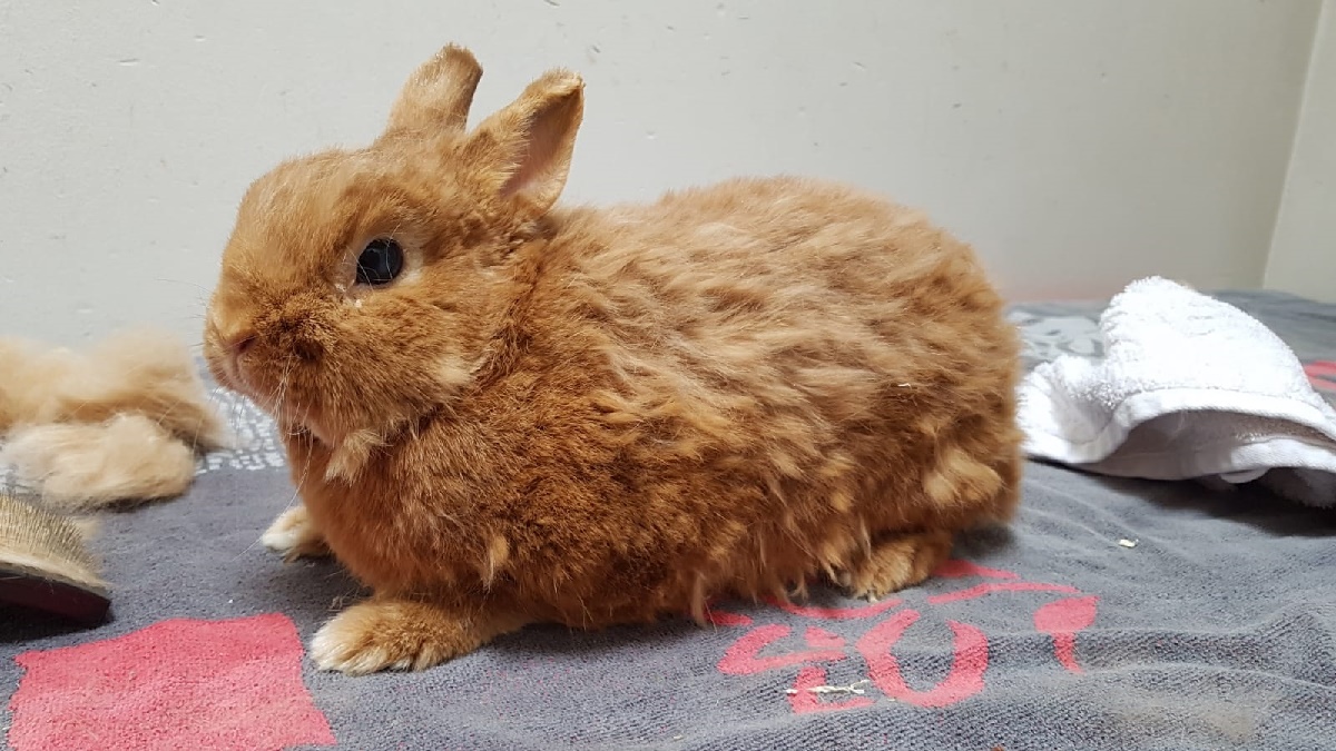 Ungepflegt und ungewollt: Kaninchen im Tom-Tatze-Tierheim in Walldorf abgegeben
