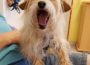 Gute Nachrichten aus dem Tom-Tatze-Tierheim: Hund Timmy hat ein neues Zuhause gefunden