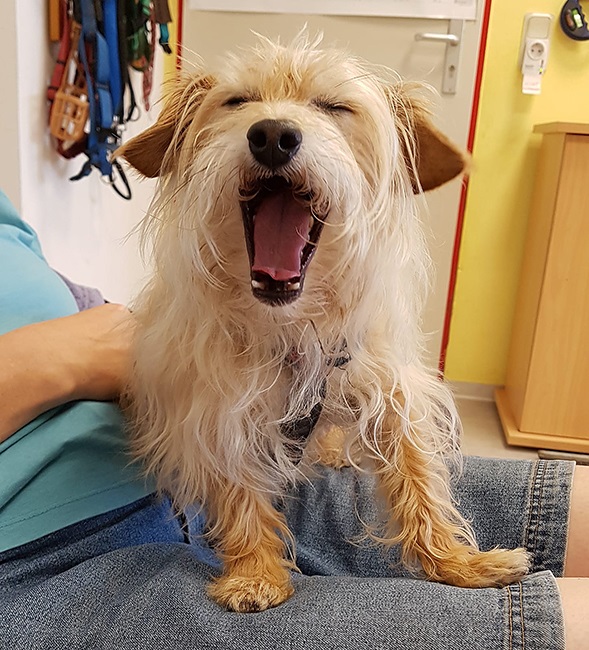 Gute Nachrichten aus dem Tom-Tatze-Tierheim: Hund Timmy hat ein neues Zuhause gefunden