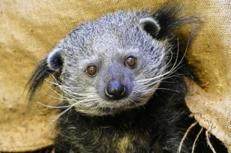 Ein Stück Zoo für Zuhause Tierpatenschaften, Zoo-Gutscheine oder Online-Video