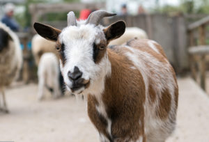 Foto: Archiv/Zoo Heidelberg