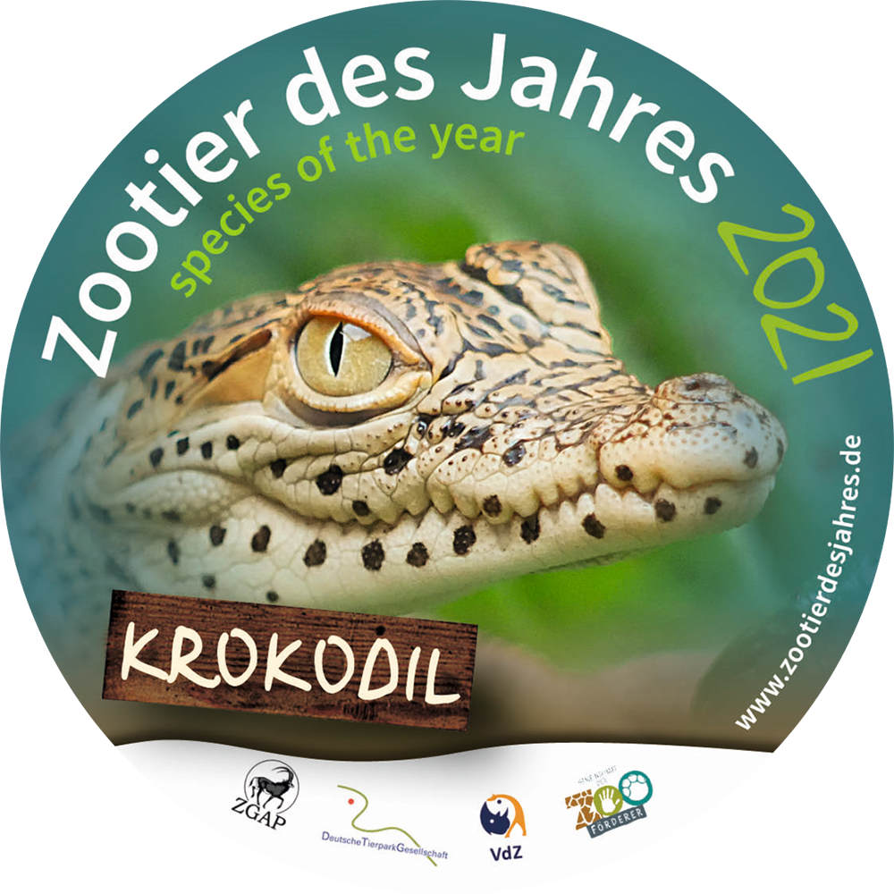 Zootier des Jahres 2021: Das Krokodil