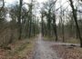 Wieslocher Dämmelwald: Verkehrssicherungs- und Durchforstungsmaßnahmen werden durchgeführt