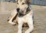 Für Hund Lausi zahlt sich die Geduld aus