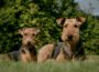 Walldorf: Hundehalter in der Pflicht