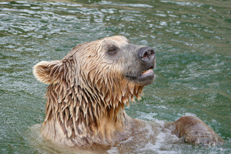 Zoo Heidelberg: Trauriger Abschied im Januar – Syrischer Braunbär gestorben