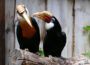 Zoo heute wieder geöffnet: Mit Online-Anmeldung in den Zoo Heidelberg!