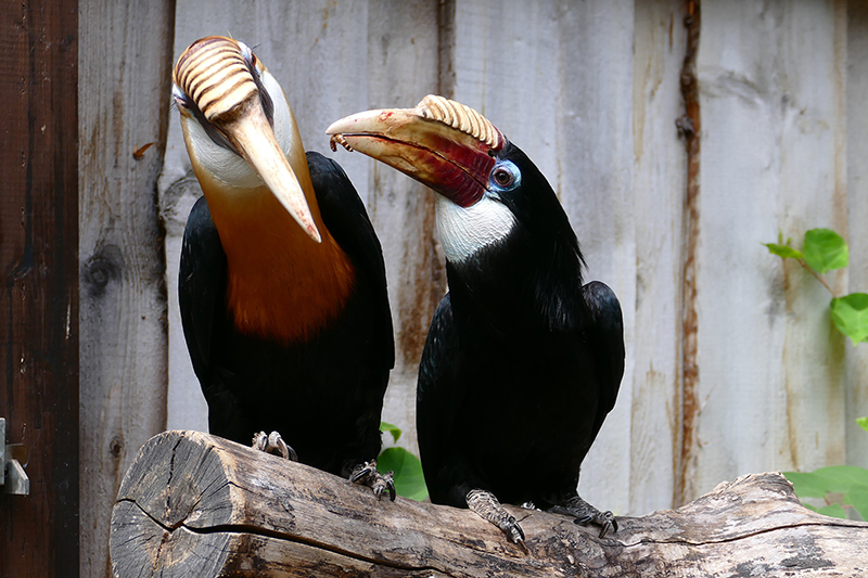 Zoo Heidelberg: Besuch ab 1.5. voraussichtlich ohne Nachweis eines negativen Corona-Tests