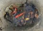 Stadt Wiesloch informiert: Goldfische abzugeben