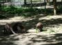 Tierpark Walldorf wieder geschlossen