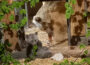 Erste Fotos vom Bären-Nachwuchs im Zoo Heidelberg