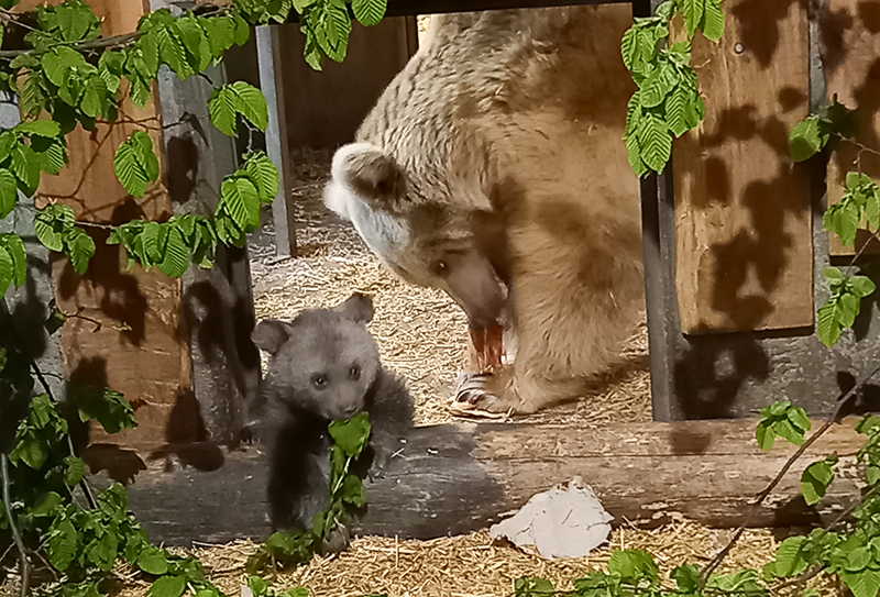 Erste Fotos vom Bären-Nachwuchs im Zoo Heidelberg
