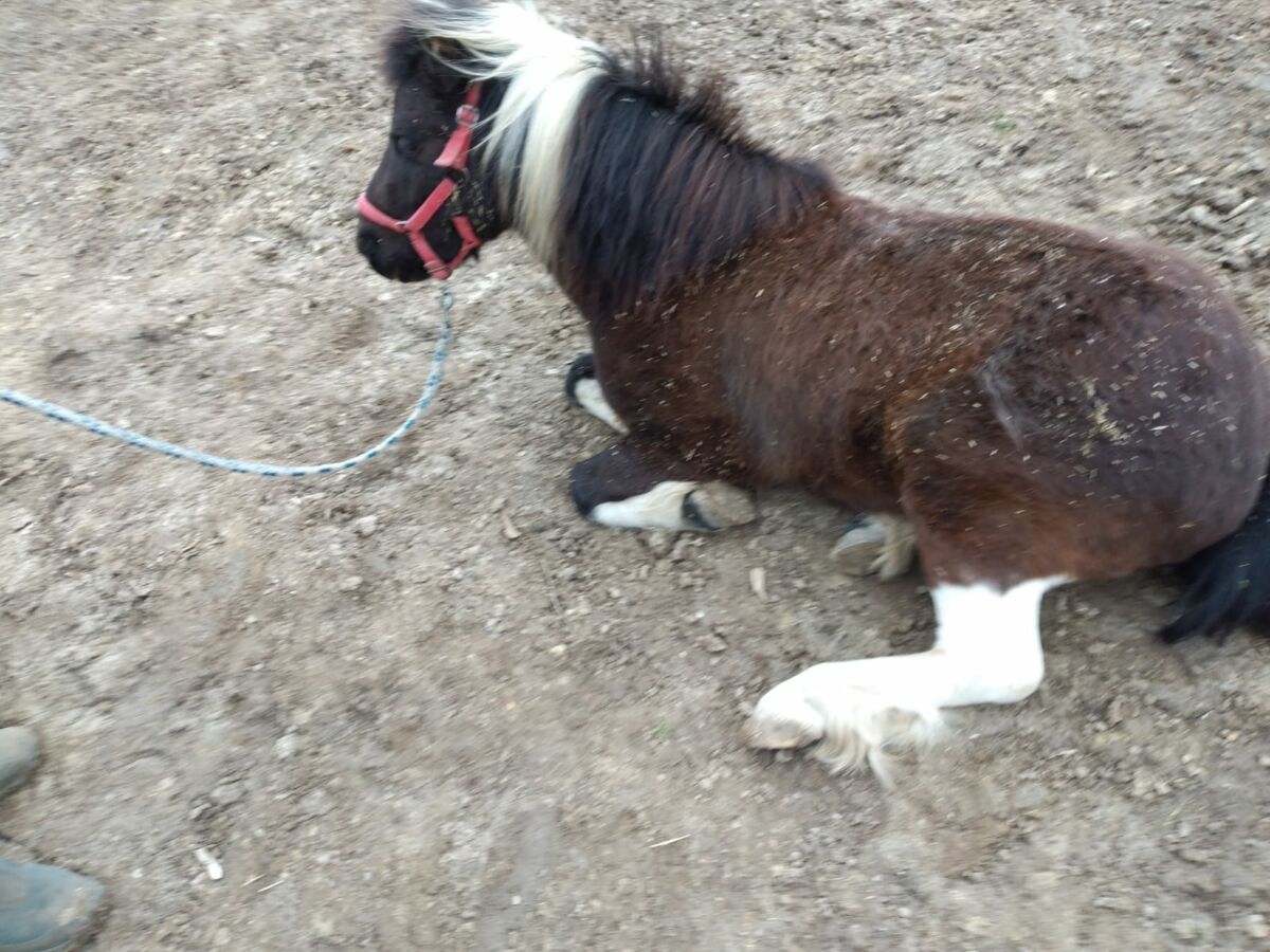 Giftköder Attacken halten an