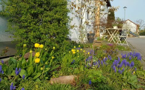 Lebensraum Schottergartern – lebendig und bunt?!