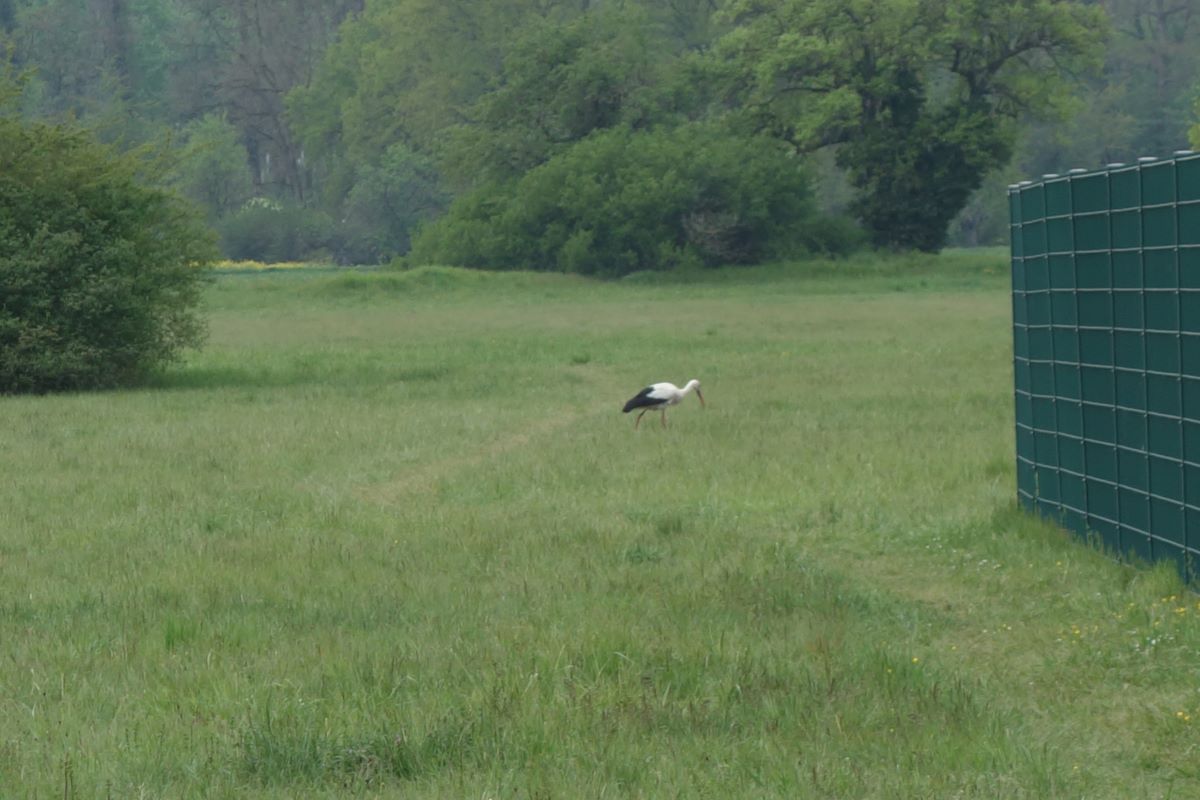 Der Mai ist gekommen … Tour in die Natur rund um Walldorf