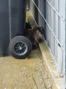 Text und Fotos: Tierschutz Wiesloch