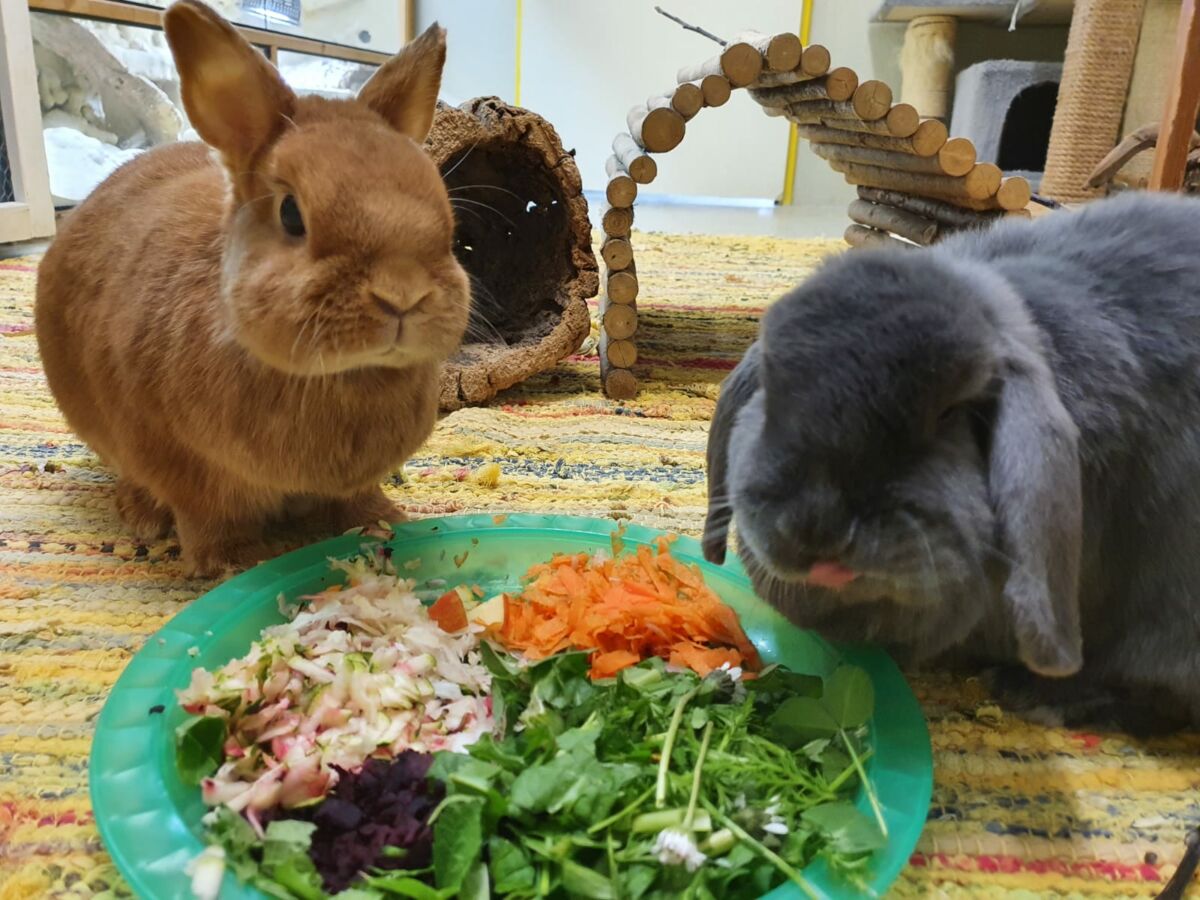 Frühling – Für Kaninchen Zeit nach draußen zu ziehen