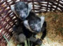 Zoo Heidelberg: Nachwuchs bei den Gürtelvaris – zwei Geschwister entdecken ihre Welt