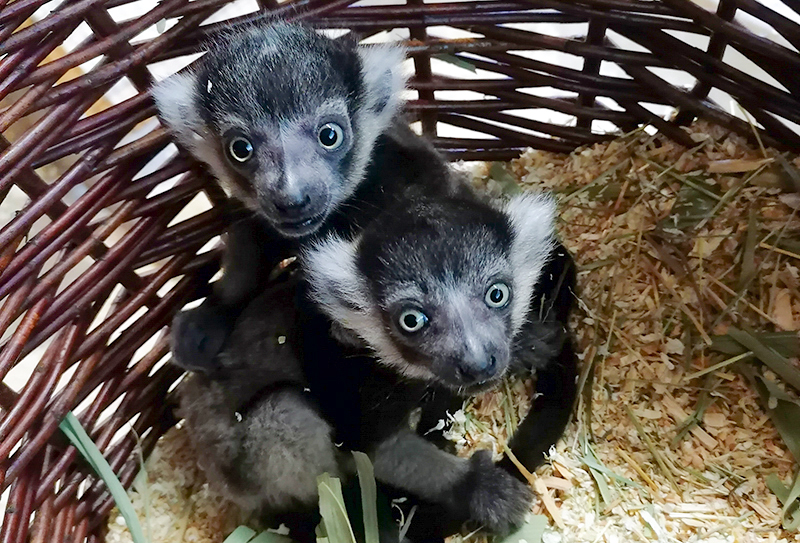 Zoo Heidelberg: Nachwuchs bei den Gürtelvaris – zwei Geschwister entdecken ihre Welt