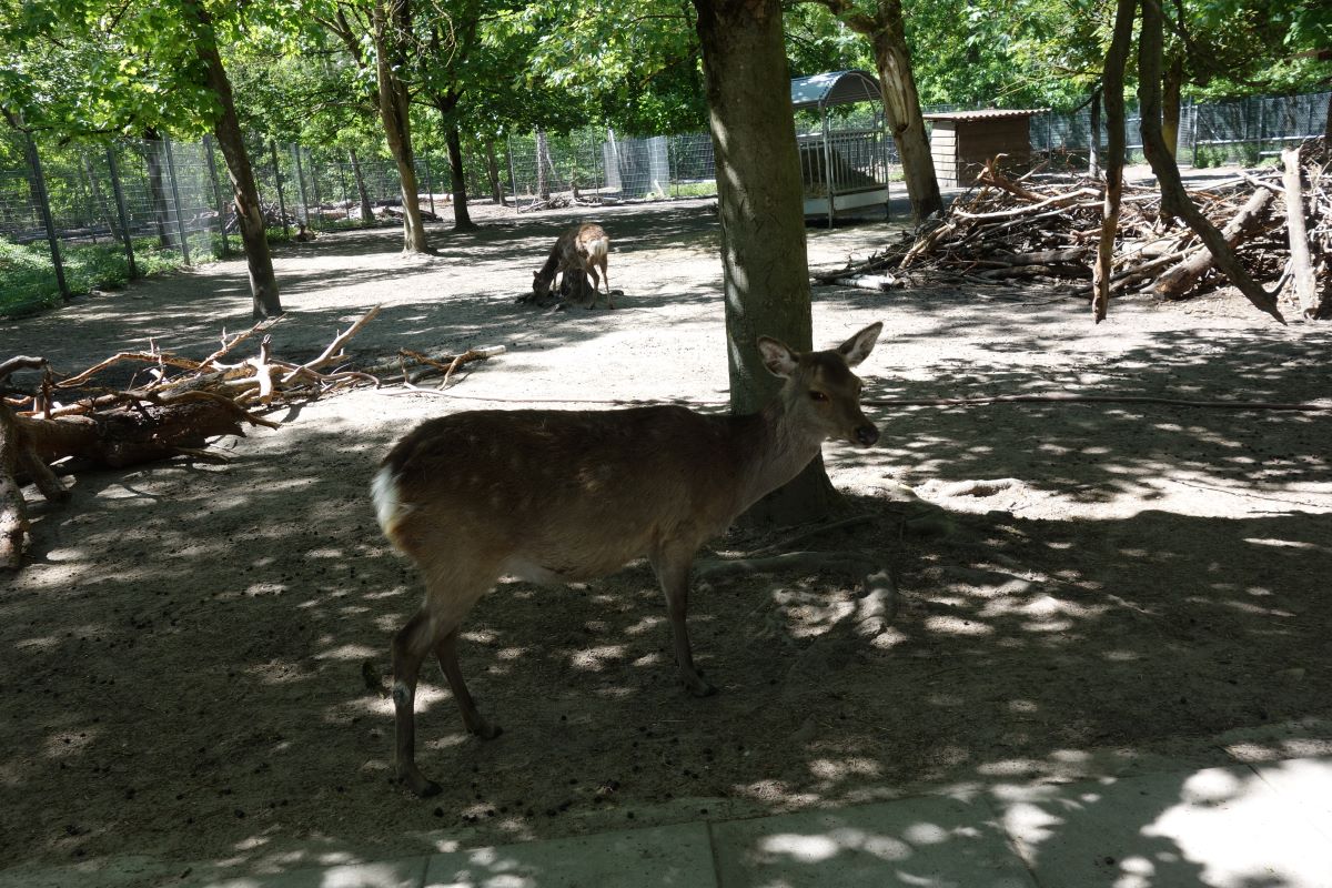 Tierpark Walldorf ab sofort wieder geöffnet
