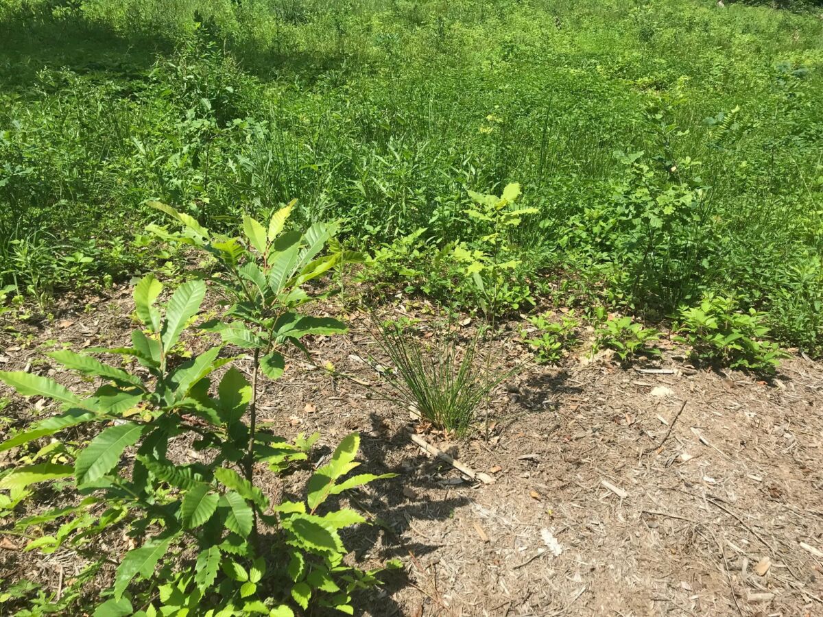 Neue Bäume für den Wieslocher Wald