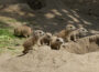 Zoo Heidelberg: Sechs junge Präriehunde gesichtet – vorerst!