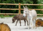 Fertiggestellt und eröffnet: Bauernhof im Zoo Heidelberg!