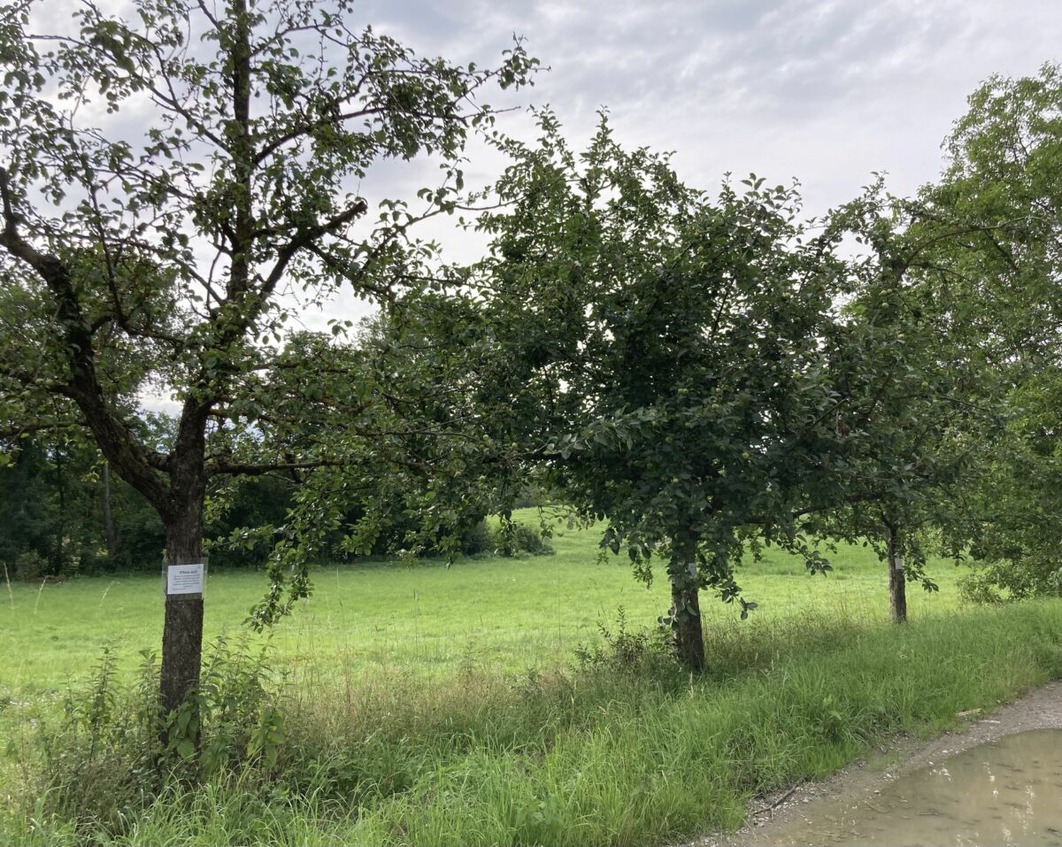 In Wiesloch geht die “Pflück-mich-Aktion” los – Bedienen Sie sich an saftig leckeren Früchten!