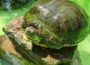 Faszination Wasserschildkröte – zwei Schildkröten auf der Suche nach dem perfekten Zuhause