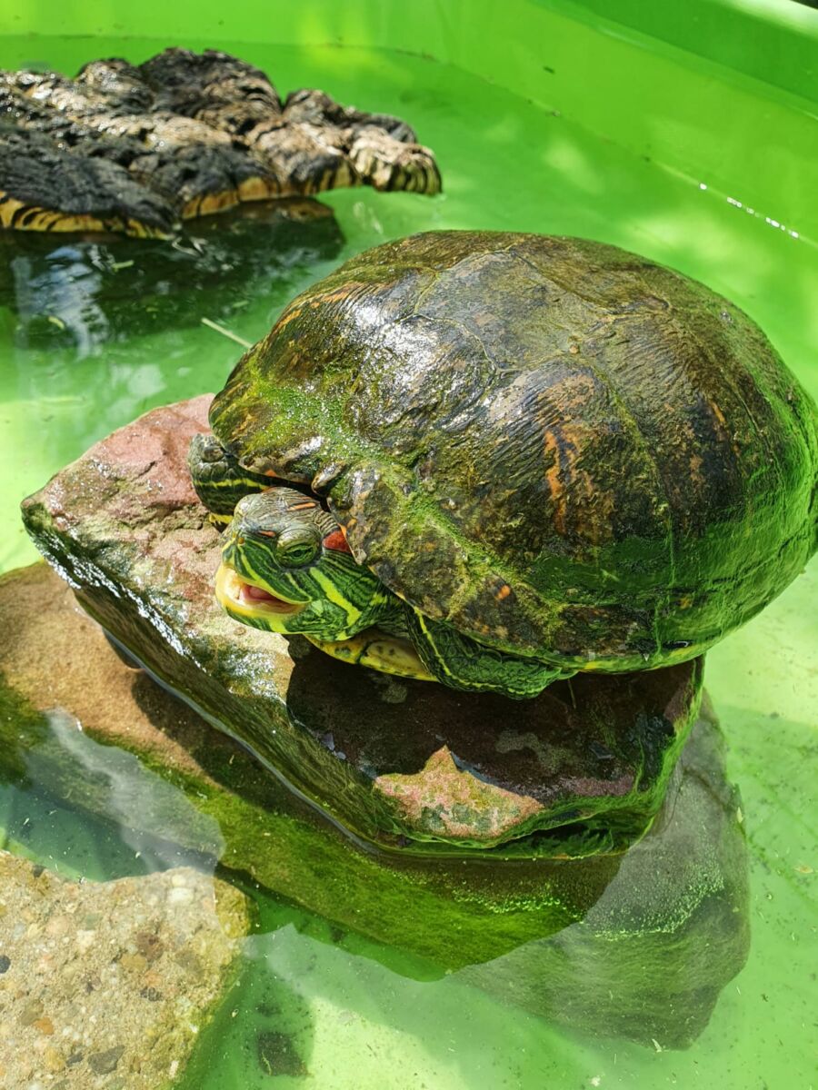 Faszination Wasserschildkröte – zwei Schildkröten auf der Suche nach dem perfekten Zuhause
