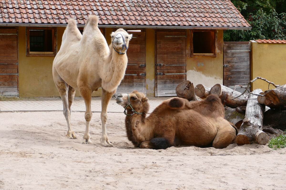 Dritte mobile Impfaktion im Zoo am 15. August im Zoo Heidelberg!