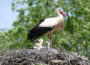 Zoo Heidelberg: Erfolgreiches Storchen-Jahr